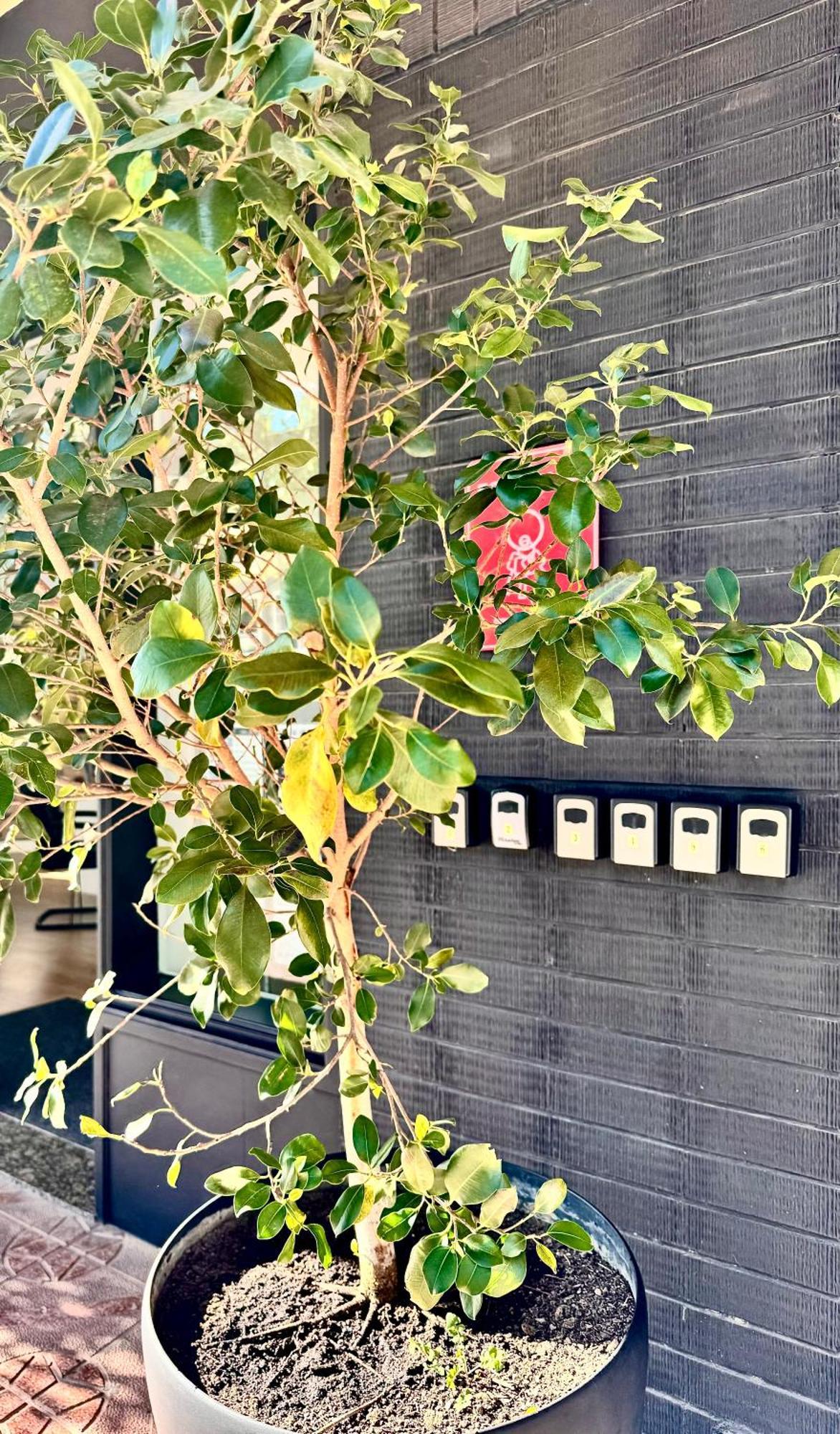 בנידורם Garay Apartments מראה חיצוני תמונה